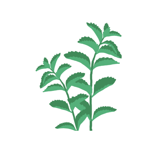 Menthe Verte Capsules Prêt à Pousser Potager d'intérieur