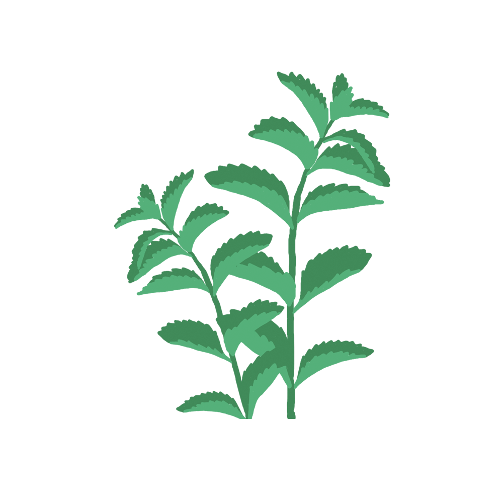 Menthe Verte Capsules Prêt à Pousser Potager d’intérieur