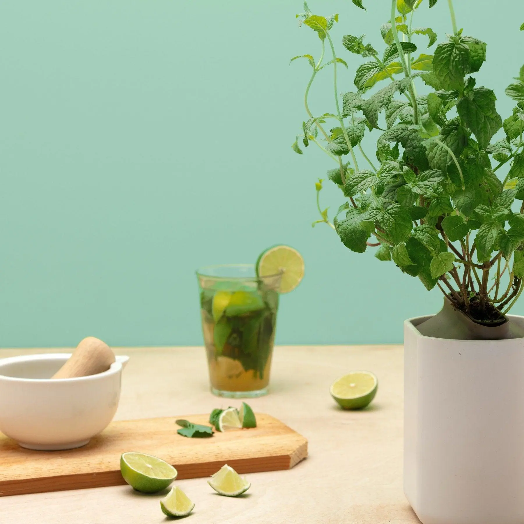 Menthe Verte Capsules Prêt à Pousser Potager d’intérieur
