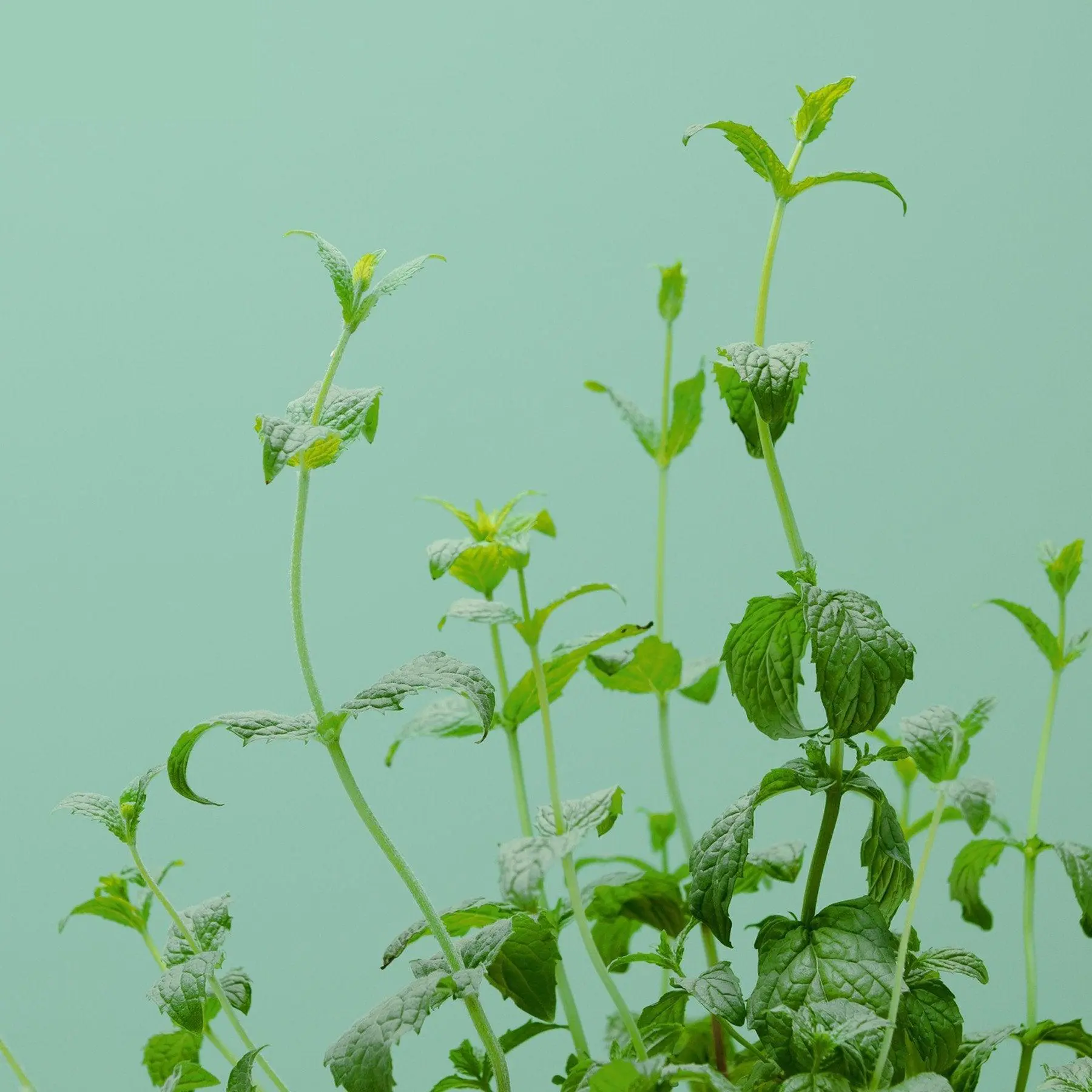 Menthe Verte Capsules Prêt à Pousser Potager d’intérieur