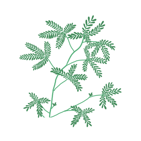 Mimosa Pudica Capsules Prêt à Pousser Potager d'intérieur