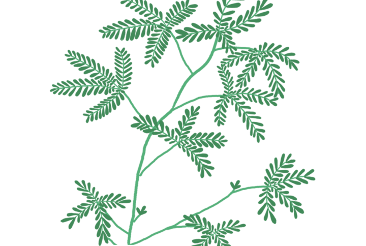 Mimosa Pudica Capsules Prêt à Pousser Potager d'intérieur