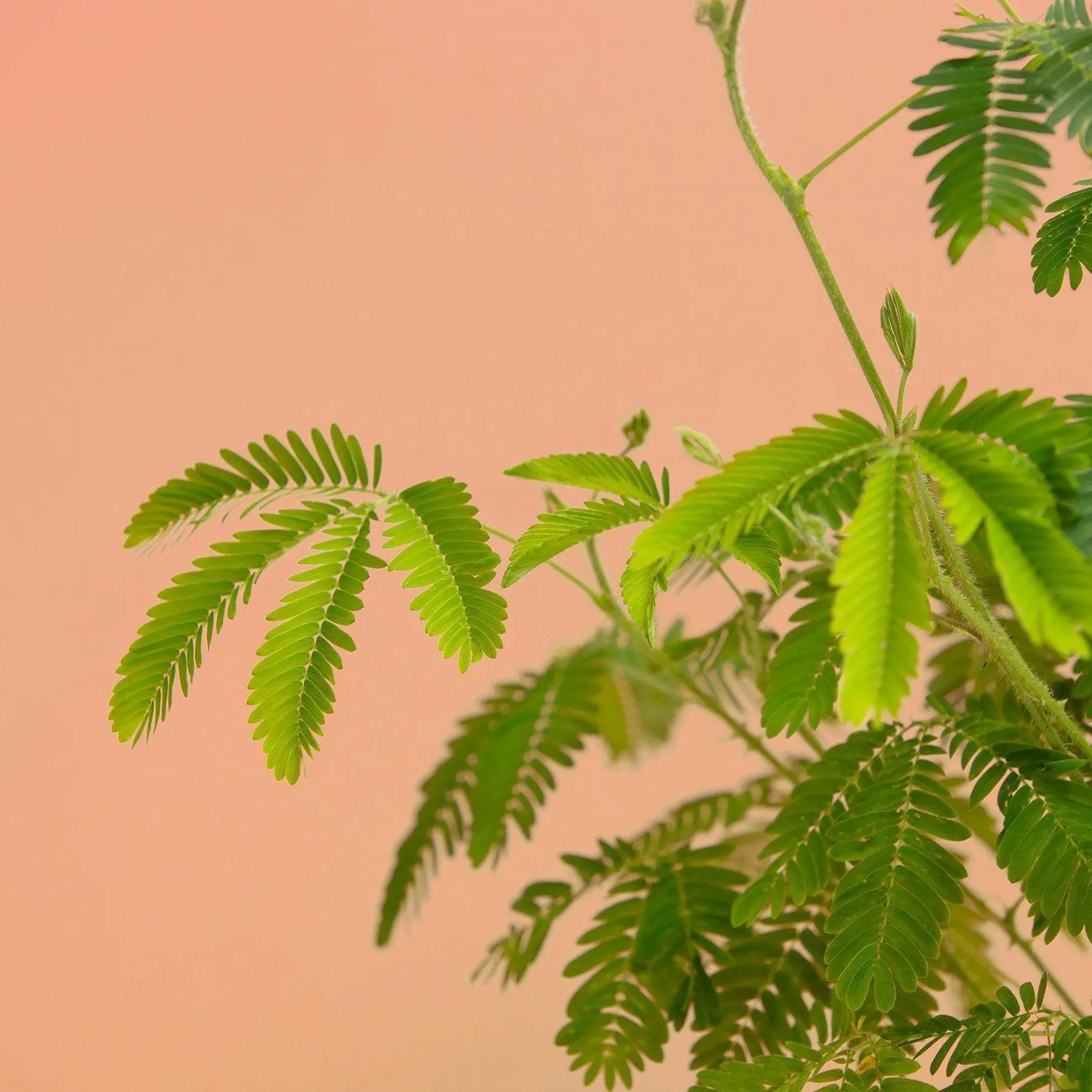 Mimosa Pudica - Ready to grow flower