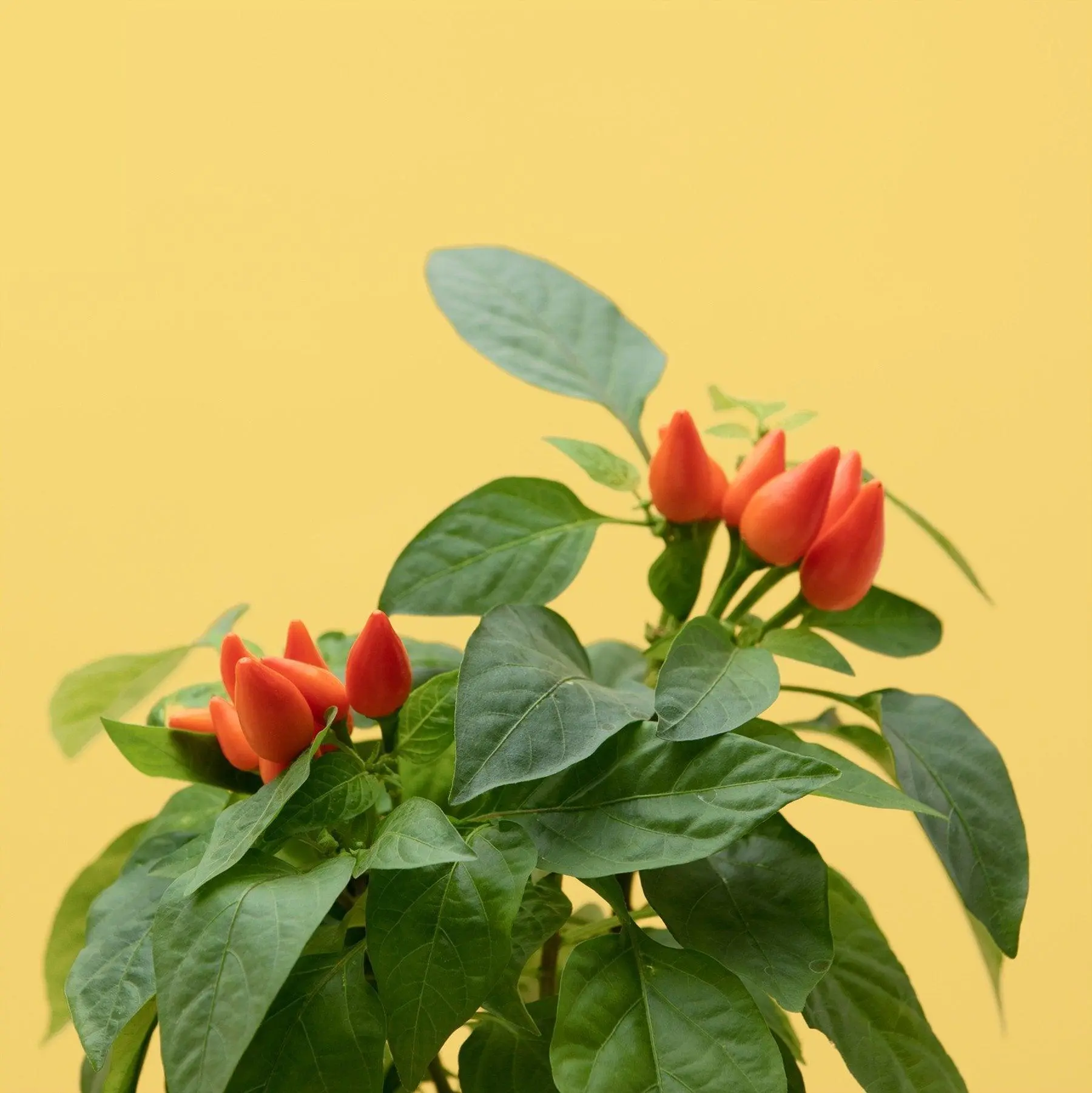 Mini-Piments Capsules Prêt à Pousser Potager d’intérieur