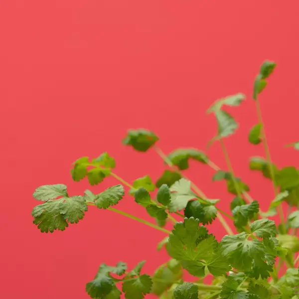 Coriandre Capsules Prêt à Pousser Potager d'intérieur