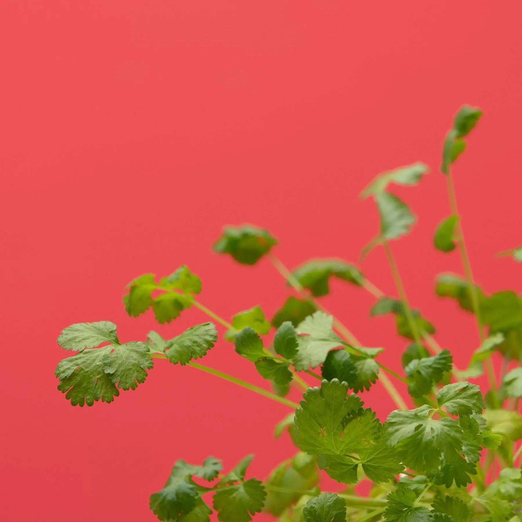 Coriandre Capsules Prêt à Pousser Potager d’intérieur