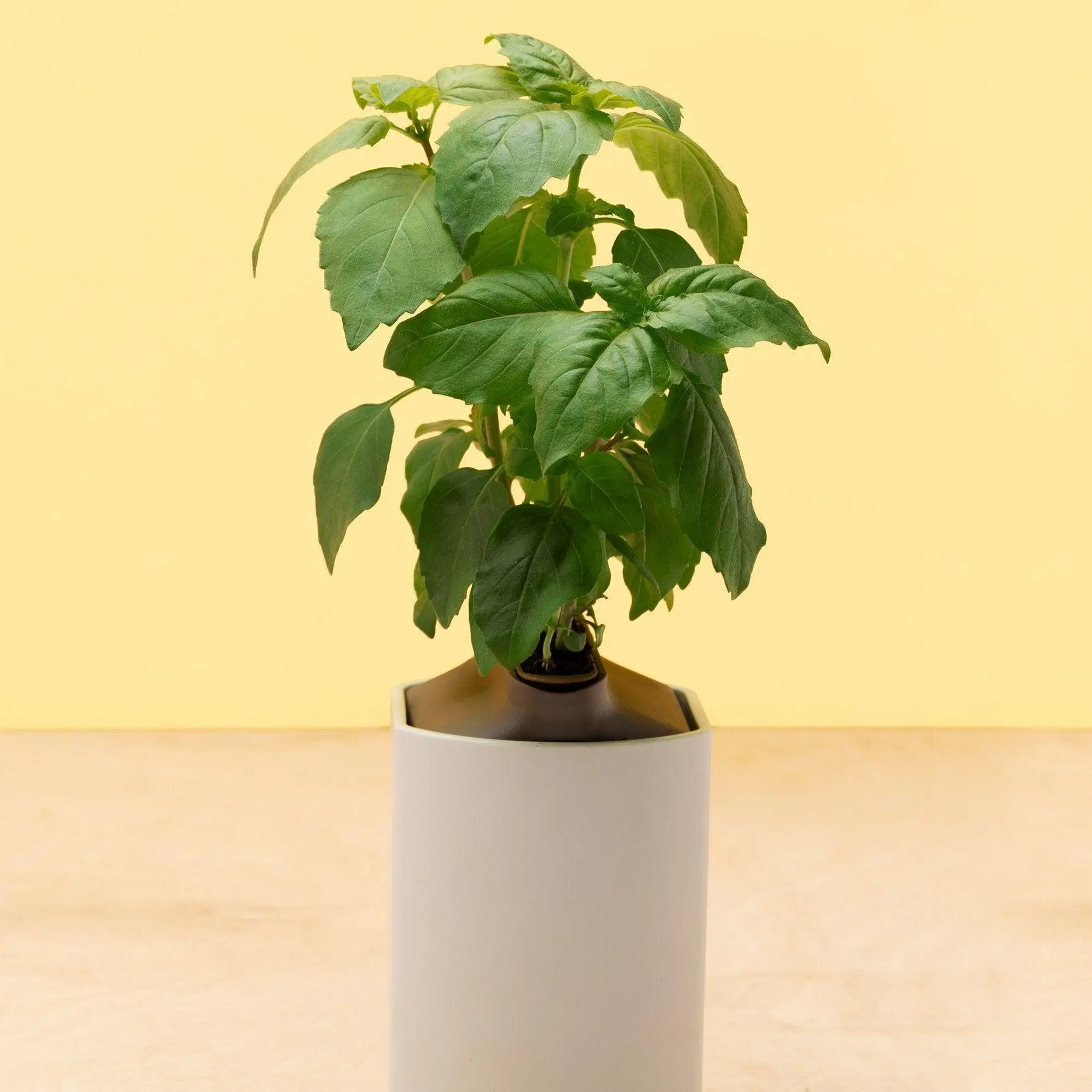 Basilic Citron Capsules Prêt à Pousser Potager d’intérieur