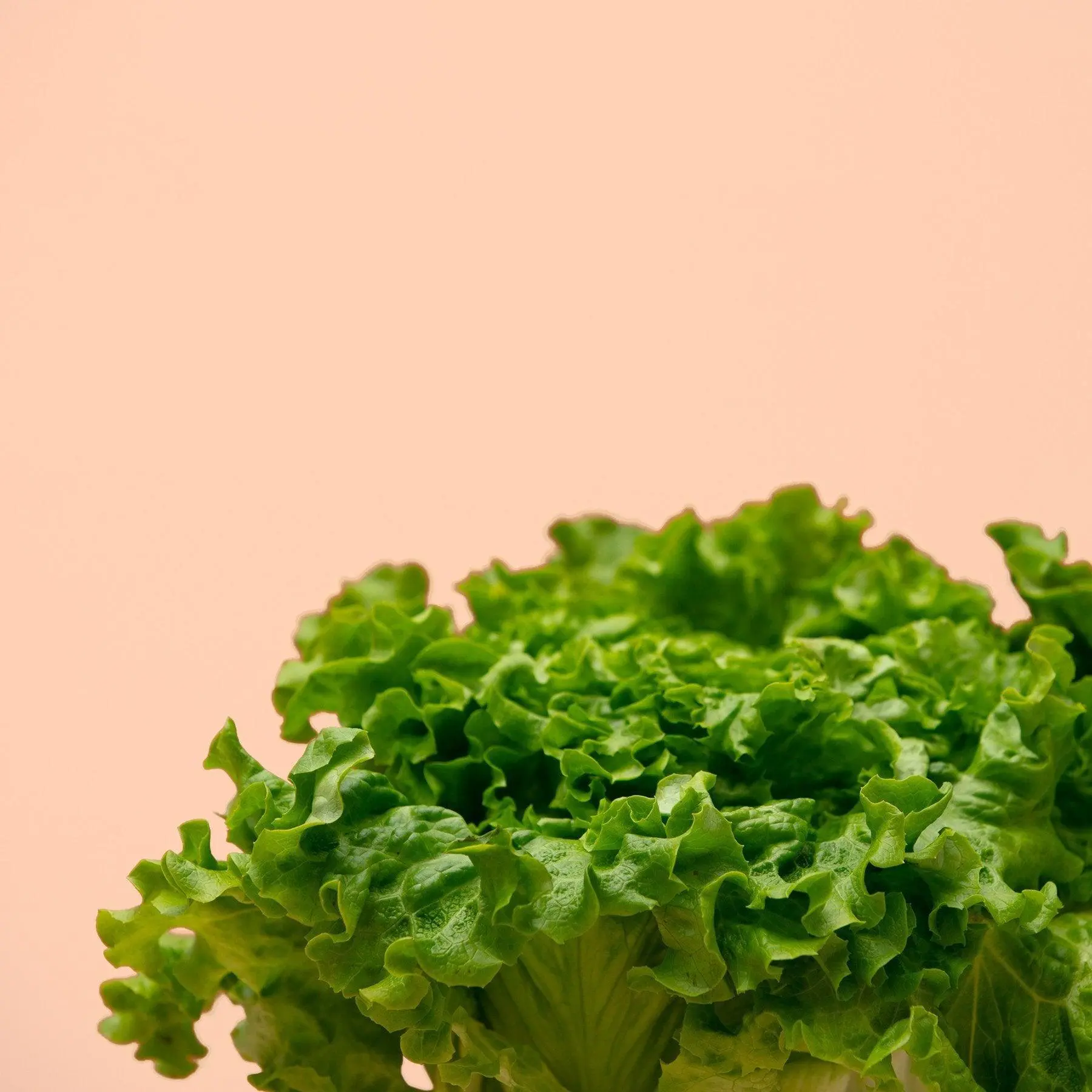 Feuille de Chêne Capsules Prêt à Pousser Potager d’intérieur