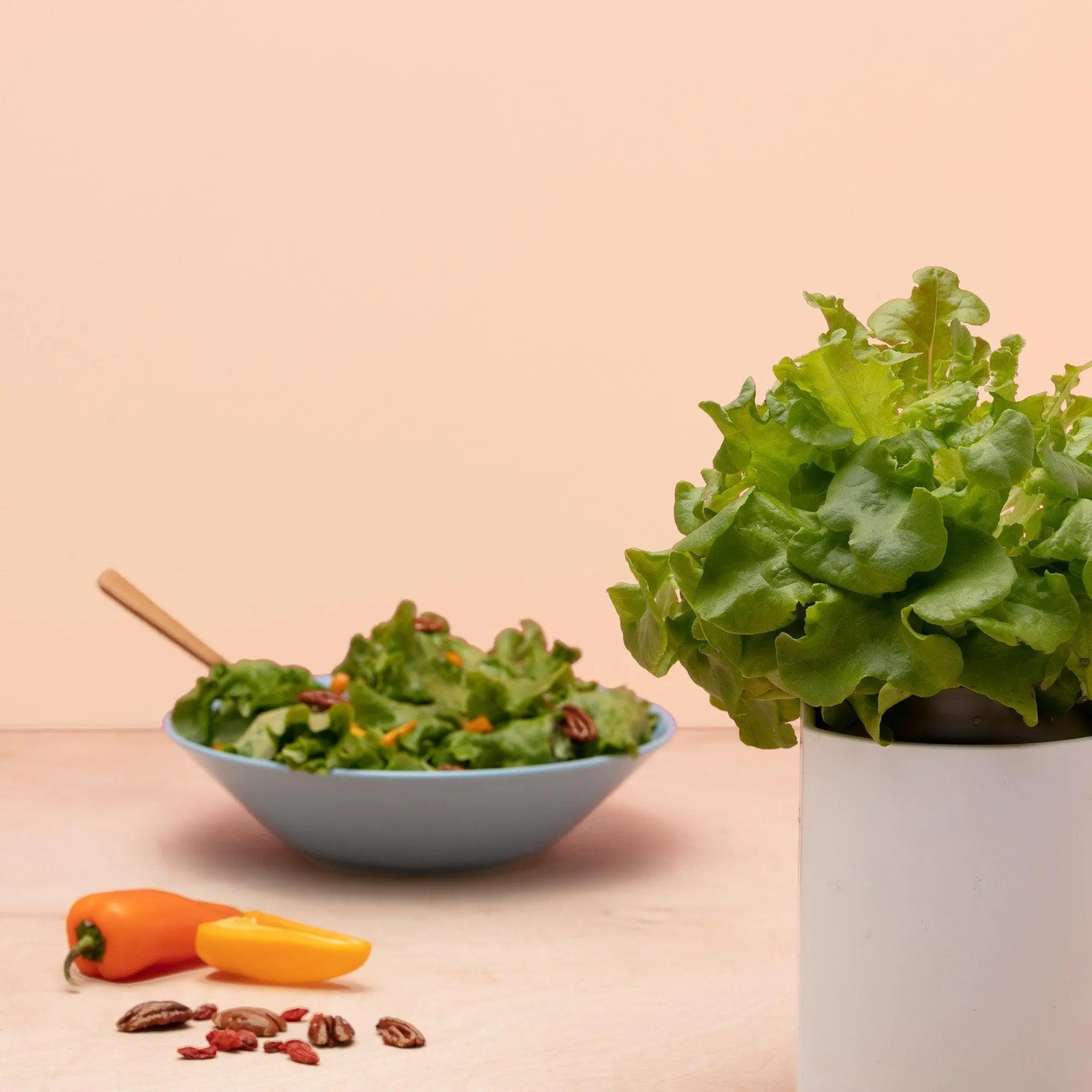 Feuille de Chêne Capsules Prêt à Pousser Potager d’intérieur