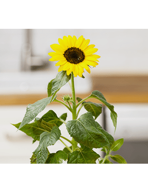 Tournesol Capsules Prêt à Pousser Potager d’intérieur