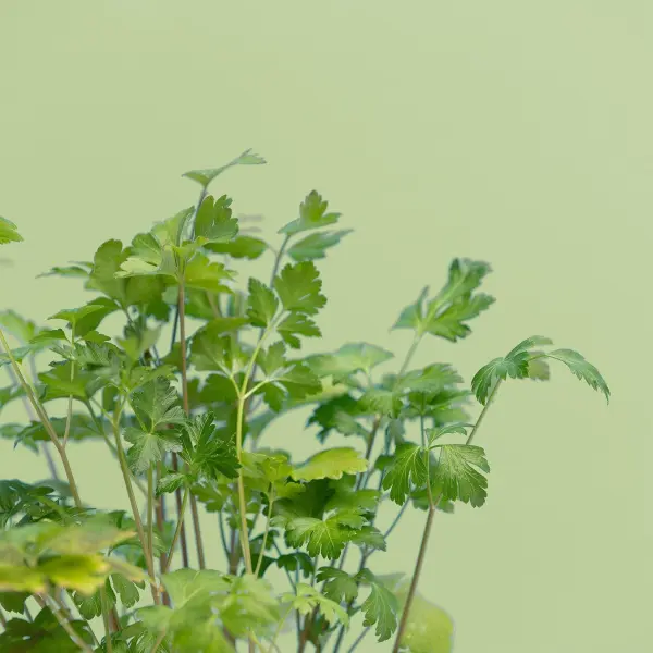 Persil Plat Capsules Prêt à Pousser Potager d'intérieur