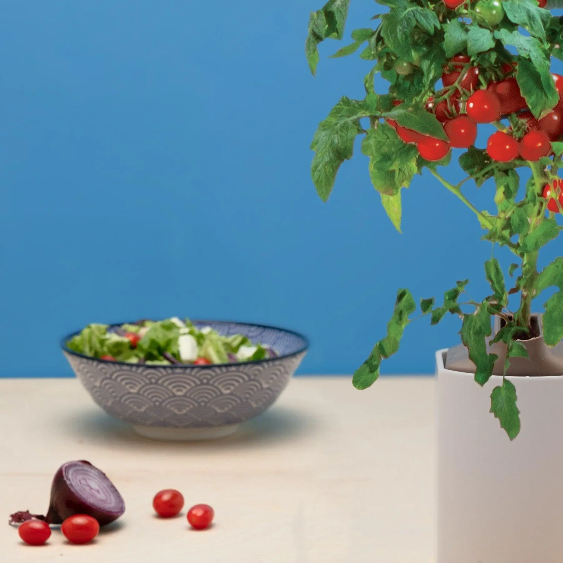 Mini-Tomates Rouges Capsules Prêt à Pousser Potager d’intérieur