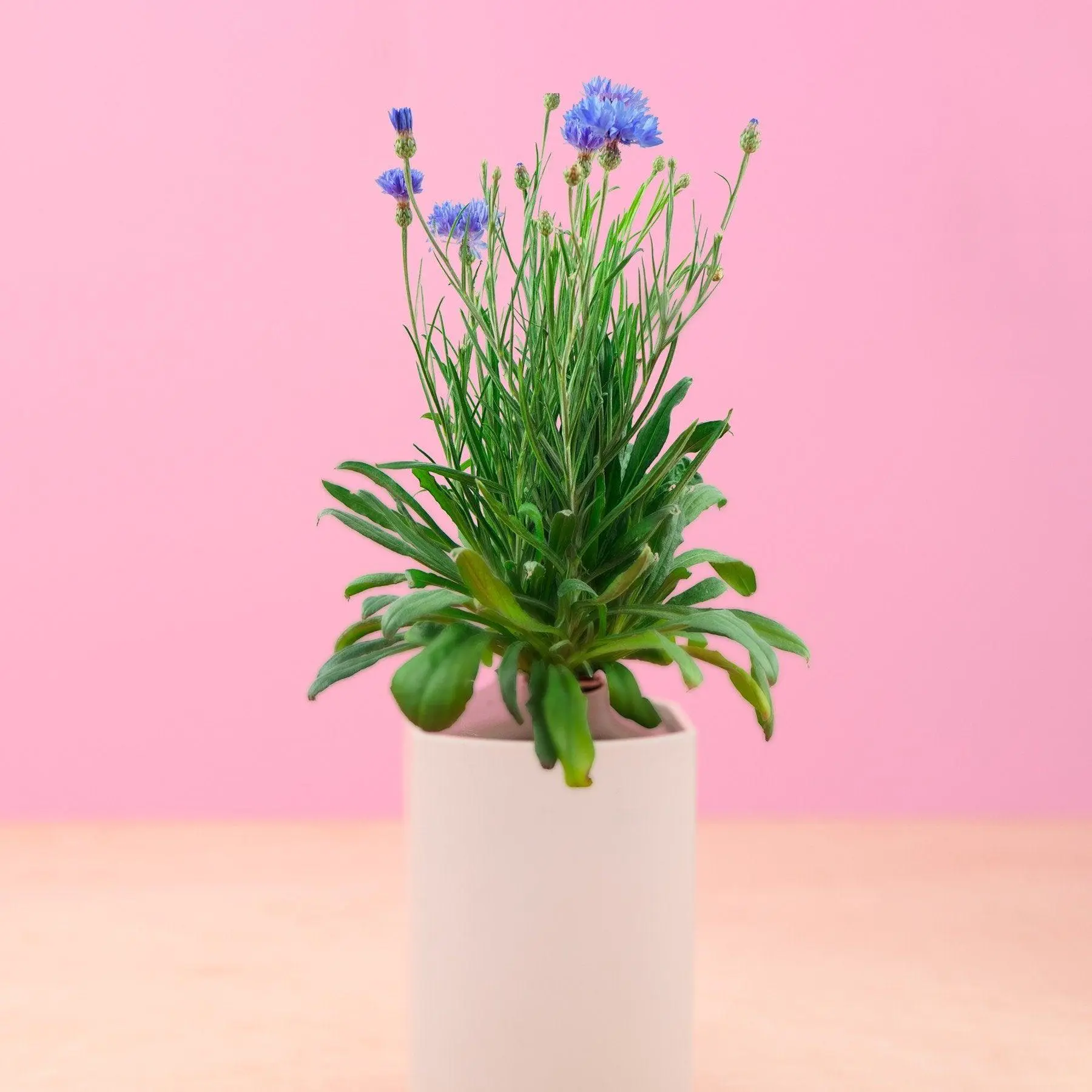 Bleuet Capsules Prêt à Pousser Potager d’intérieur