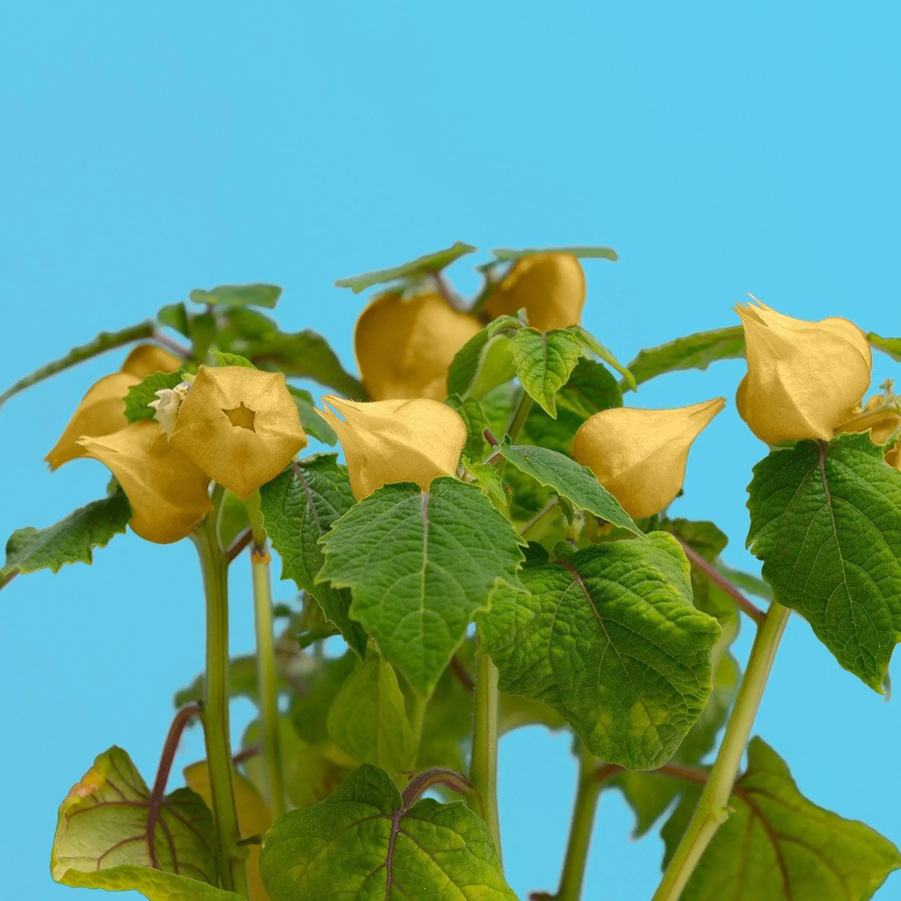 Physalis Capsules Prêt à Pousser Potager d’intérieur