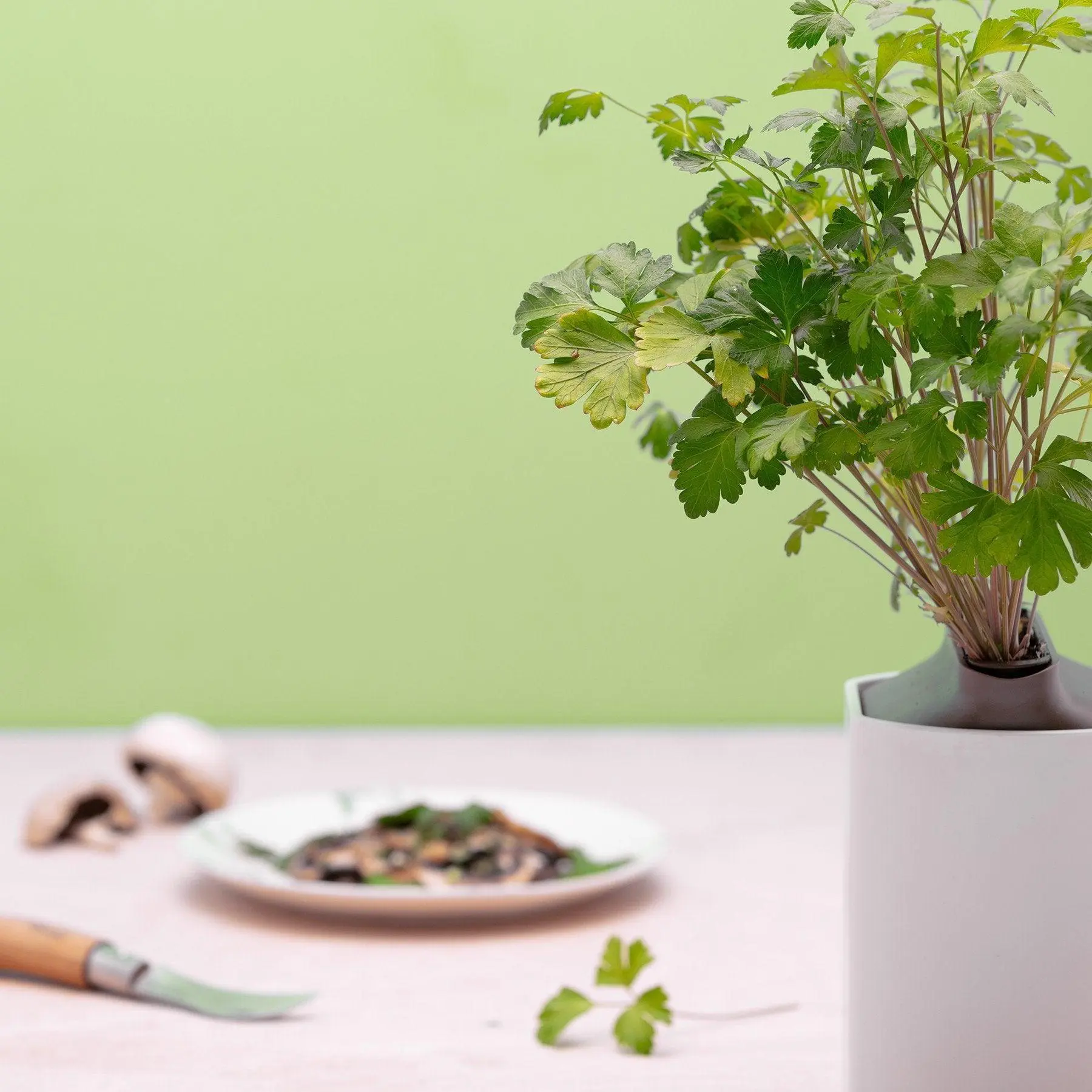 Persil Plat Capsules Prêt à Pousser Potager d’intérieur