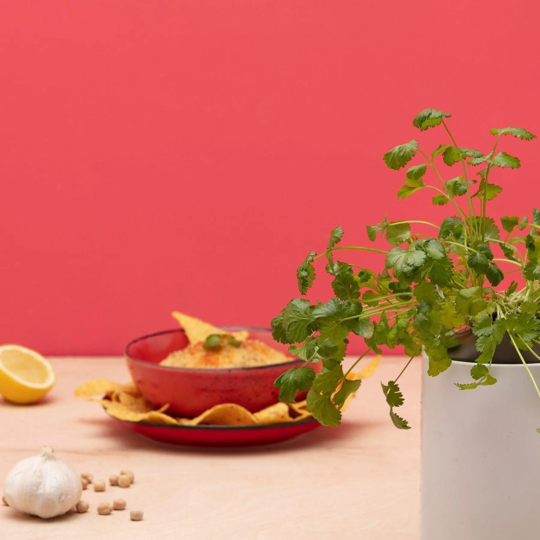 Coriandre Capsules Prêt à Pousser Potager d’intérieur
