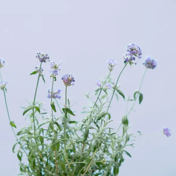 Lavande Capsules Prêt à Pousser Potager d'intérieur