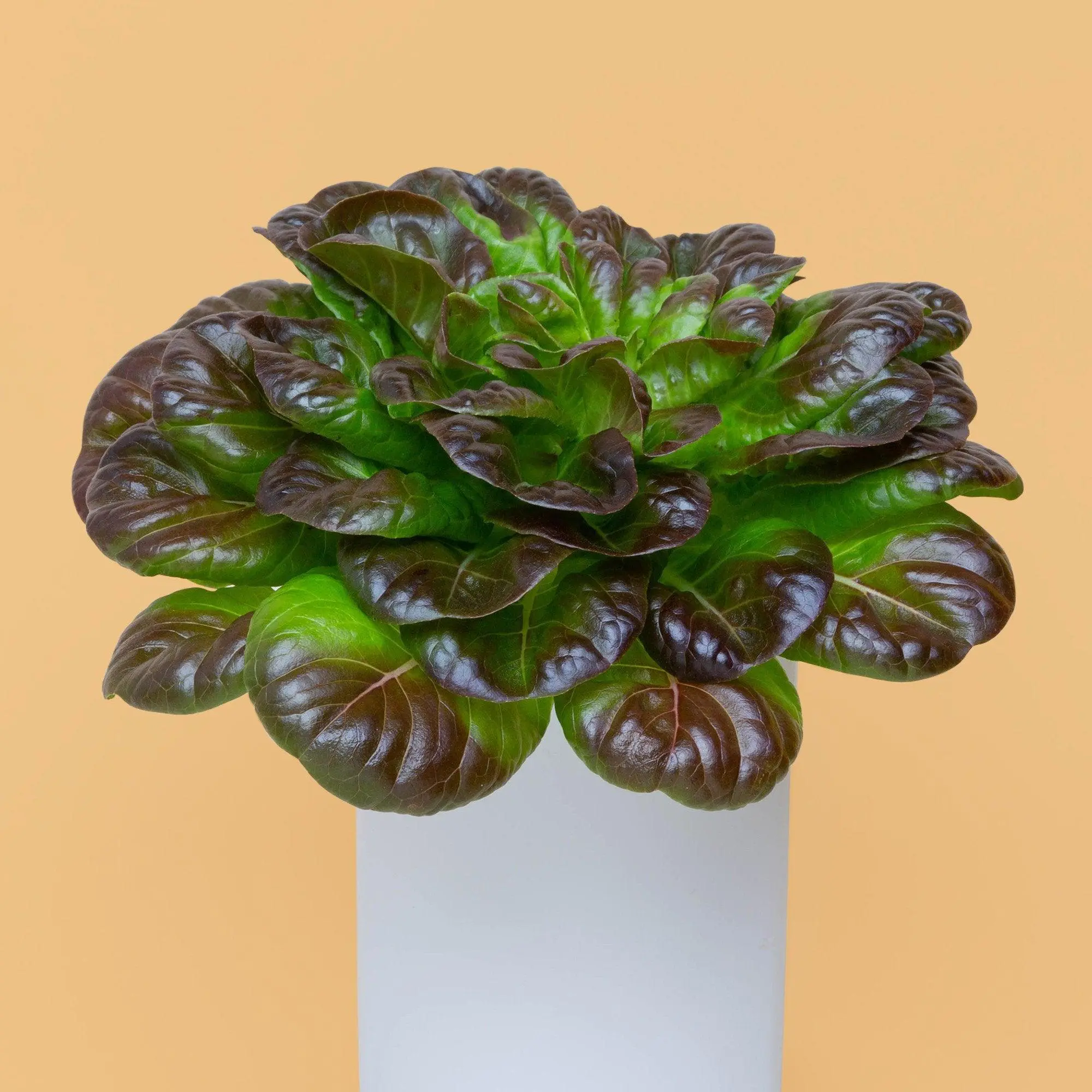 Salanova® Rouge Capsules Prêt à Pousser Potager d’intérieur