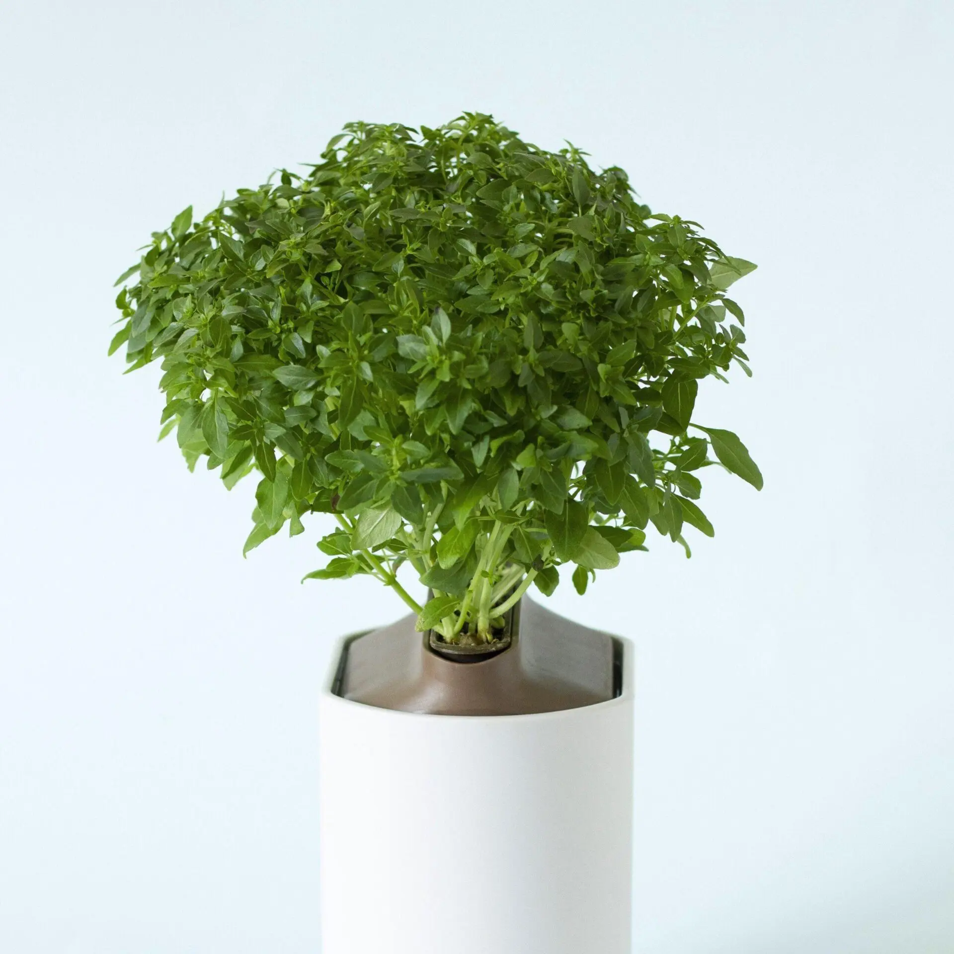 Basilic Fin Vert Capsules Prêt à Pousser Potager d’intérieur