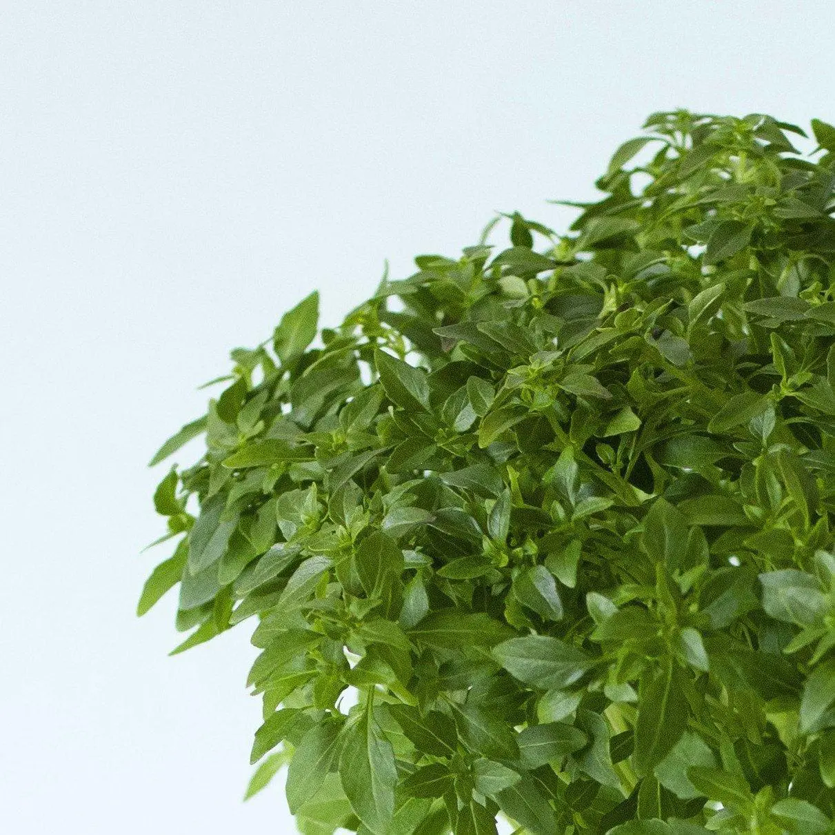 Basil Fine Green Capsules Ready-to-grow Home garden