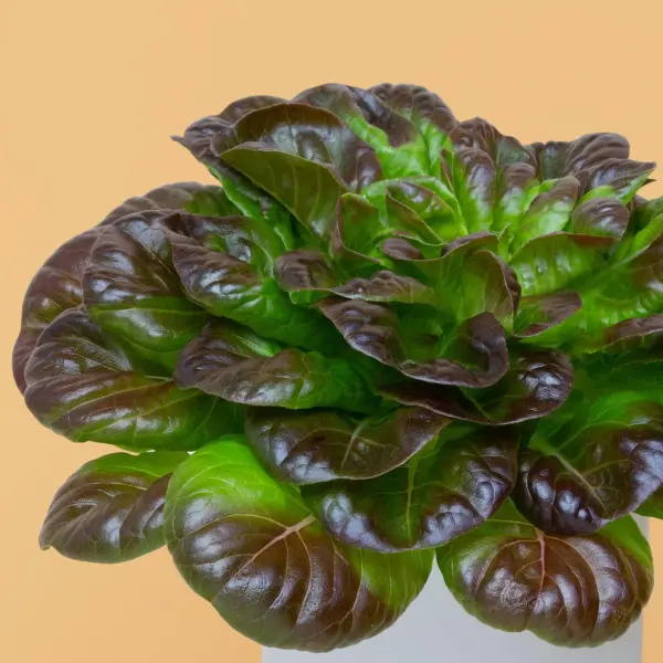 Salanova® Rouge Capsules Prêt à Pousser Potager d'intérieur