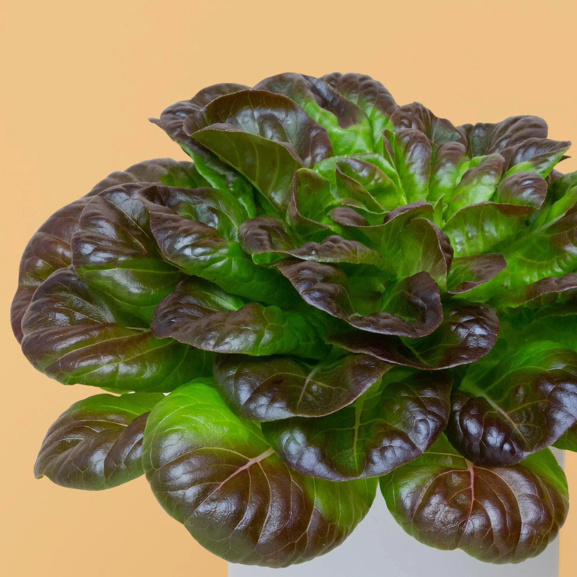 Salanova® Rouge Capsules Prêt à Pousser Potager d’intérieur