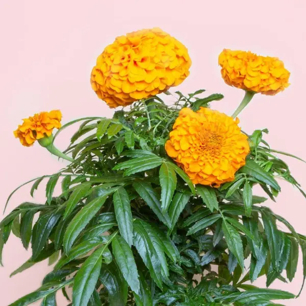 Rose d'Inde Capsules Prêt à Pousser Potager d'intérieur
