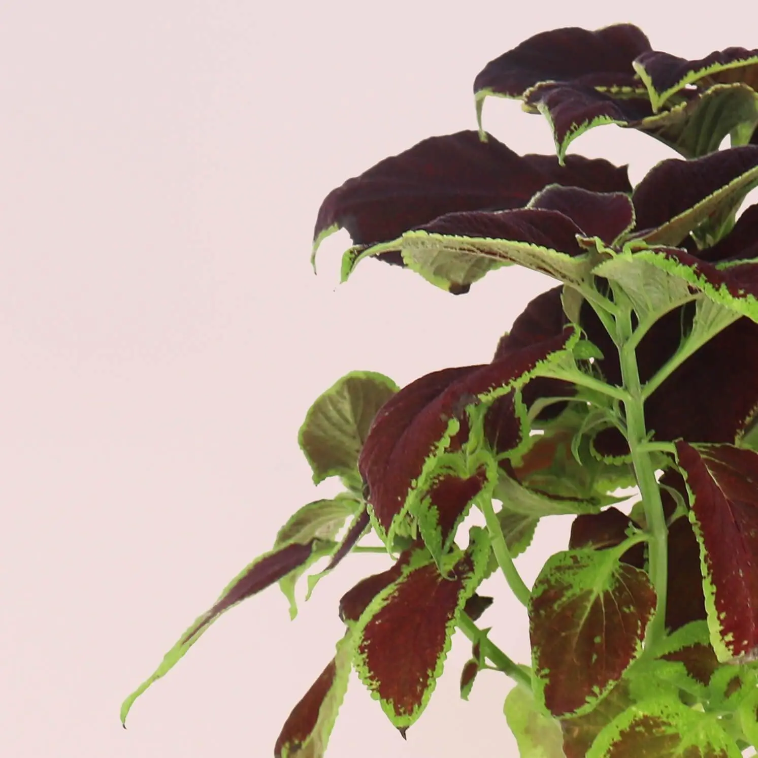 Coleus Capsules Ready-to-grow Indoor vegetable garden