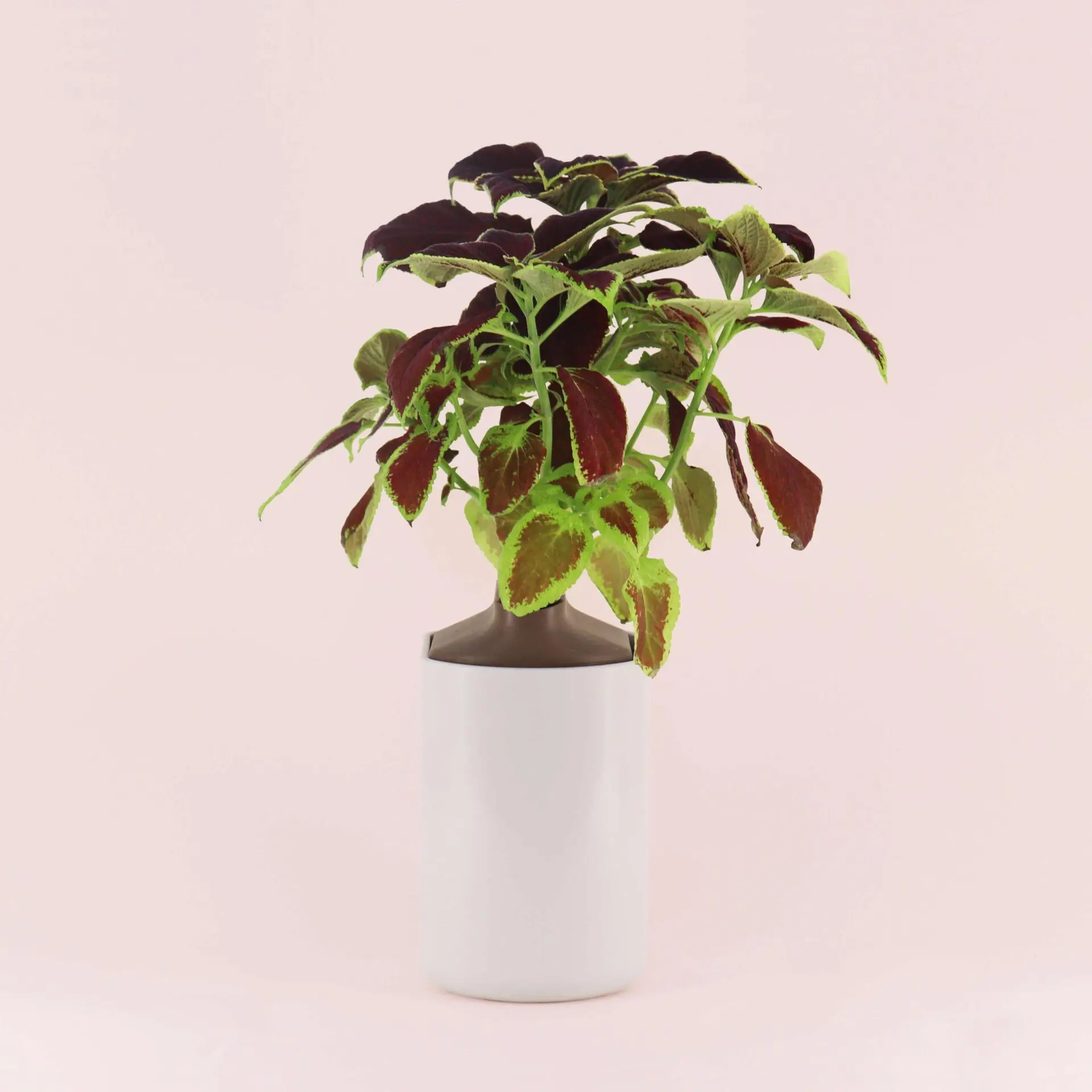 Coleus Capsules Prêt à Pousser Potager d’intérieur