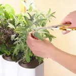 Comment prendre soin de mes aromates Prêt à Pousser ?
