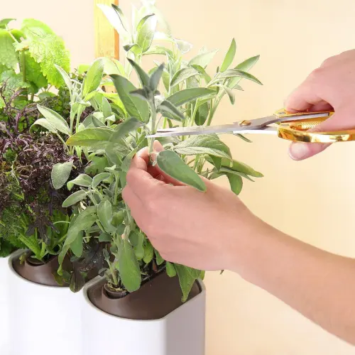 L'entretien des aromates Prêt à Pousser