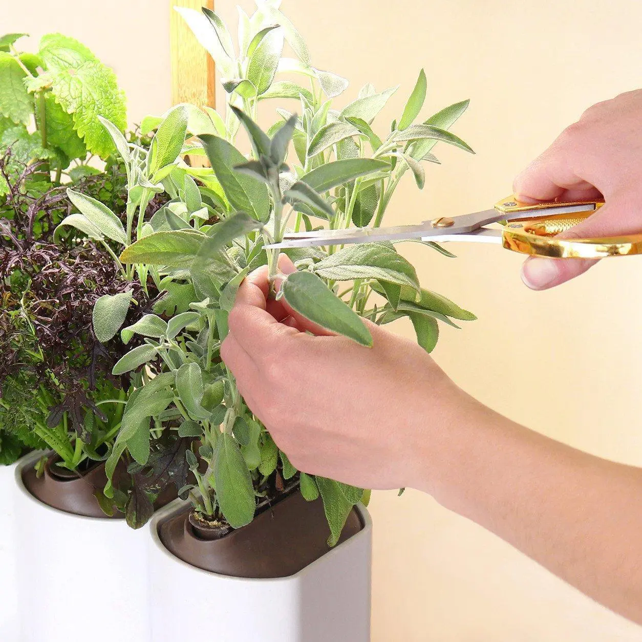 Lilo – Le jardin d’intérieur pour aromates