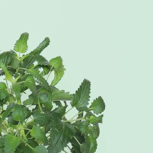 Thé des Jardins Capsules Prêt à Pousser Potager d'intérieur