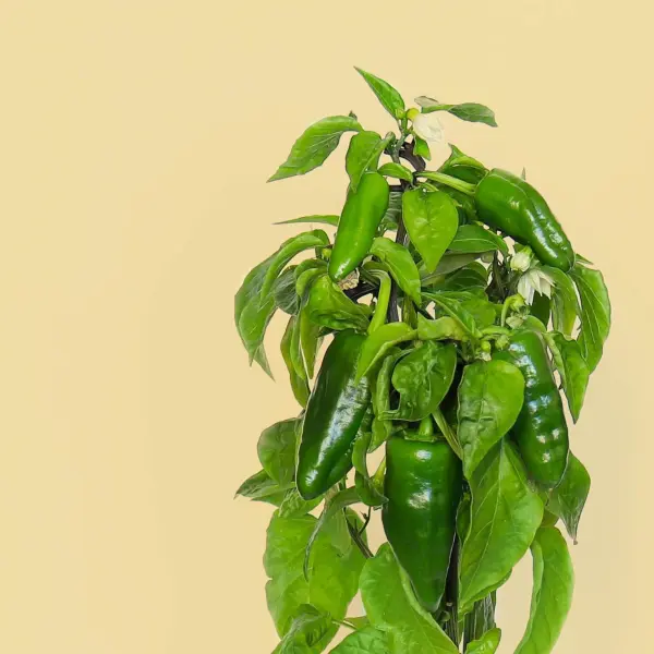 Poivrons de Padrón Capsules Prêt à Pousser Potager d'intérieur