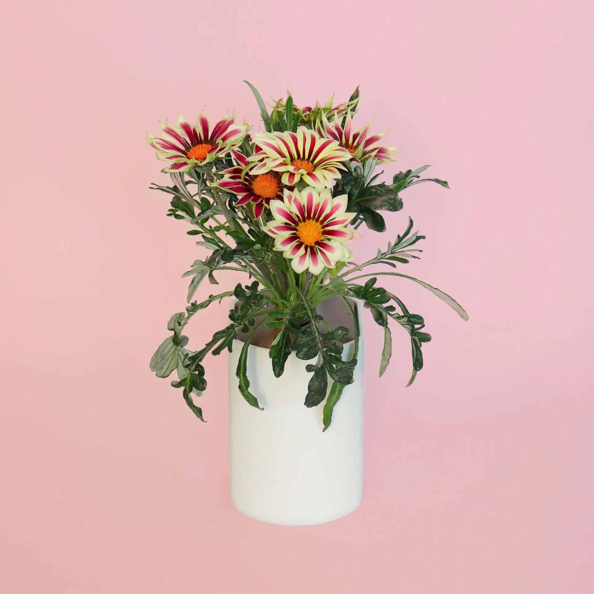 Gazania Capsules Prêt à Pousser Potager d’intérieur
