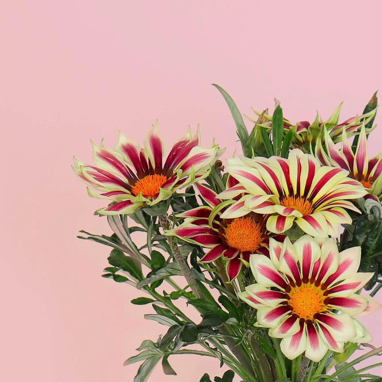 Gazania Capsules Prêt à Pousser Potager d’intérieur