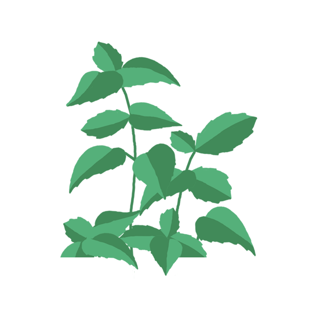Basilic Cannelle Capsules Prêt à Pousser Potager d’intérieur