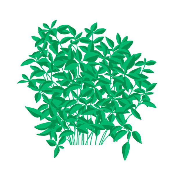 Basilic Fin Vert Capsules Prêt à Pousser Potager d'intérieur