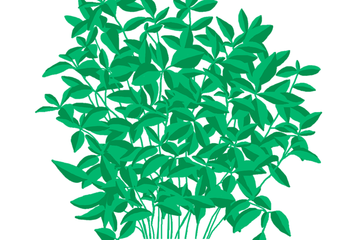 Basilic Fin Vert Capsules Prêt à Pousser Potager d'intérieur