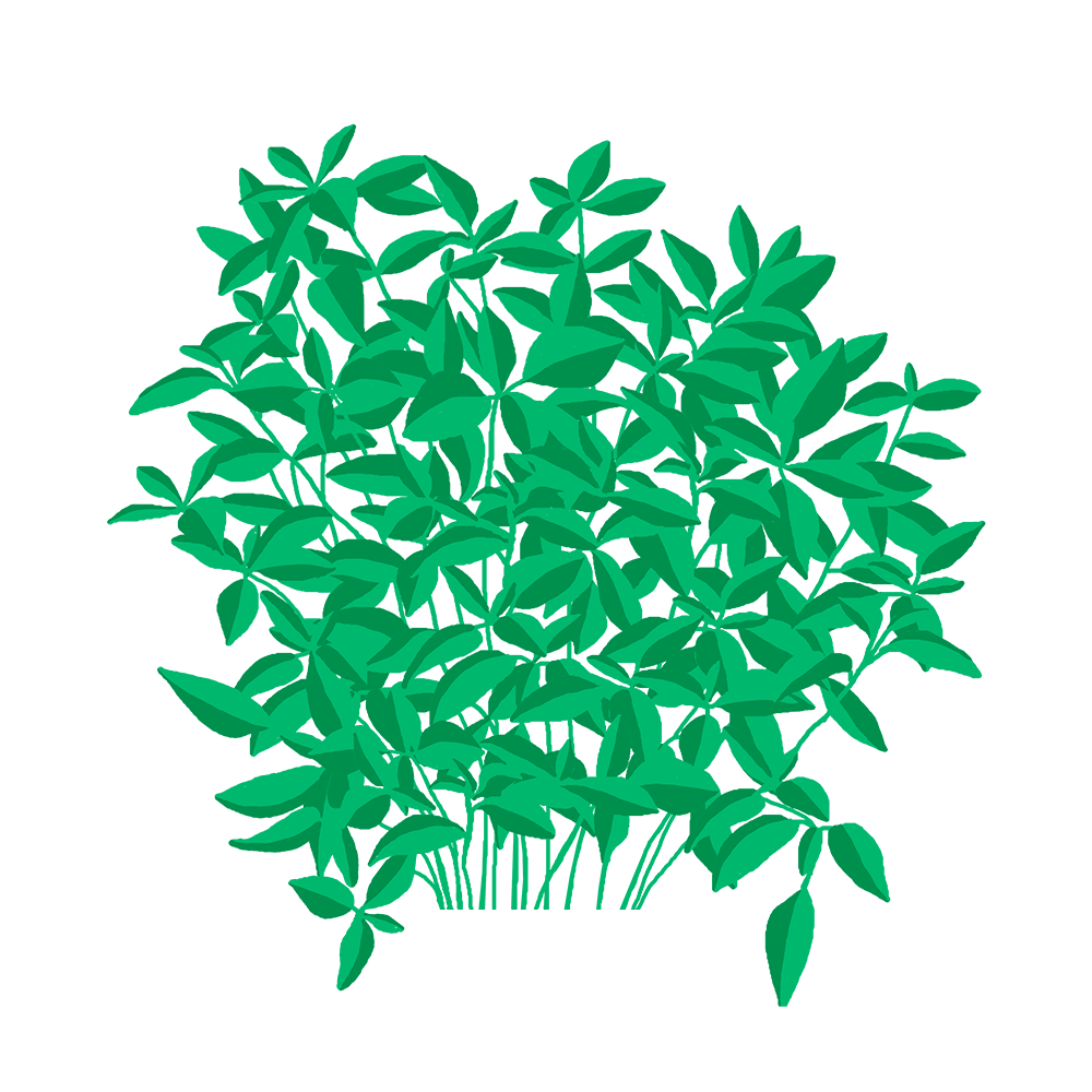 Basilic Fin Vert Capsules Prêt à Pousser Potager d’intérieur
