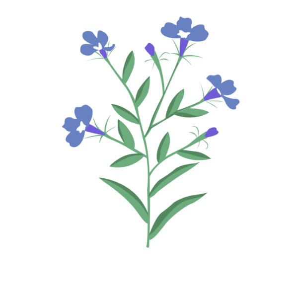Lobelia Bleu Capsules Prêt à Pousser ?? Potager d'intérieur