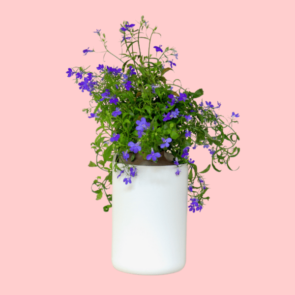 Lobelia Bleu Capsules Prêt à Pousser ?? Potager d'intérieur