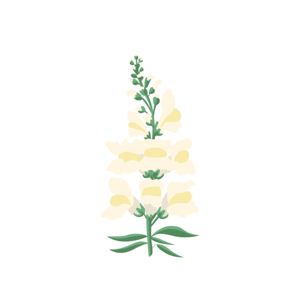 Muflier Blanc Capsules Prêt à Pousser Potager d'intérieur