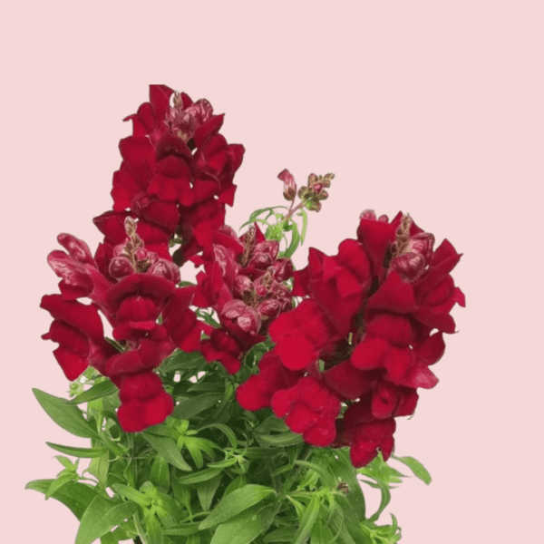 Muflier Rouge Capsules Prêt à Pousser ?? Potager d'intérieur