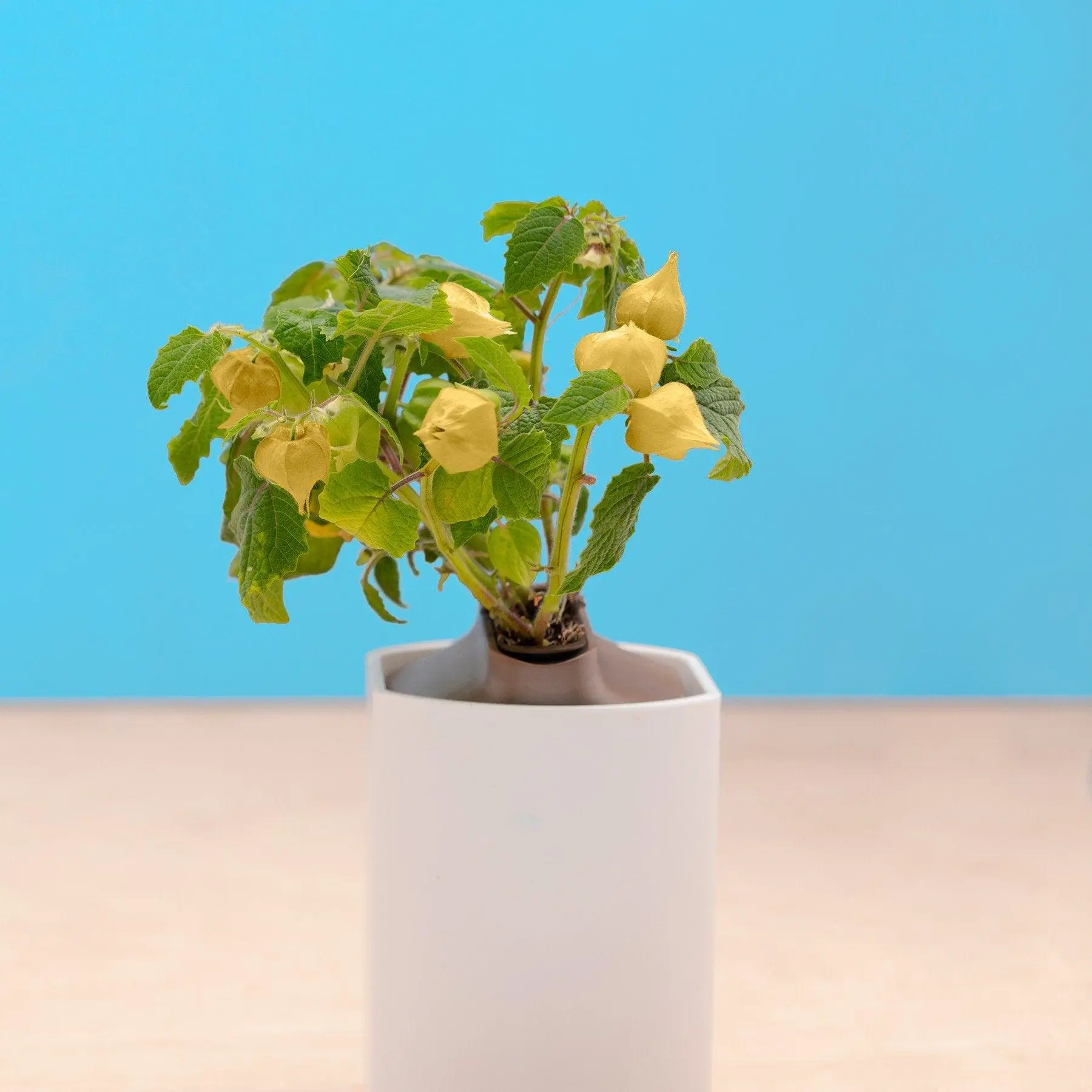 Physalis Capsules Prêt à Pousser Potager d’intérieur