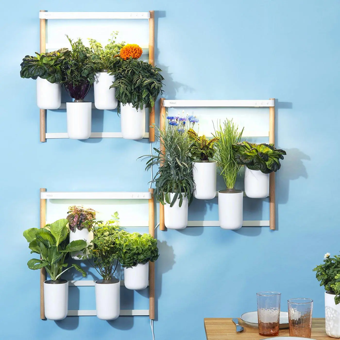Modulo x3 Ready-to-Grow Indoor Vegetable Garden