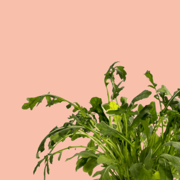 Roquette Capsules Prêt à Pousser ?? Potager d'intérieur