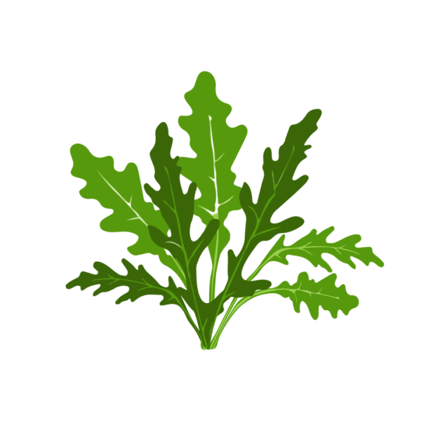 Roquette Capsules Prêt à Pousser ?? Potager d'intérieur