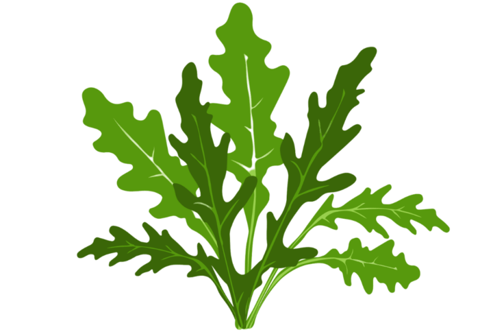 Roquette Capsules Prêt à Pousser ?? Potager d'intérieur