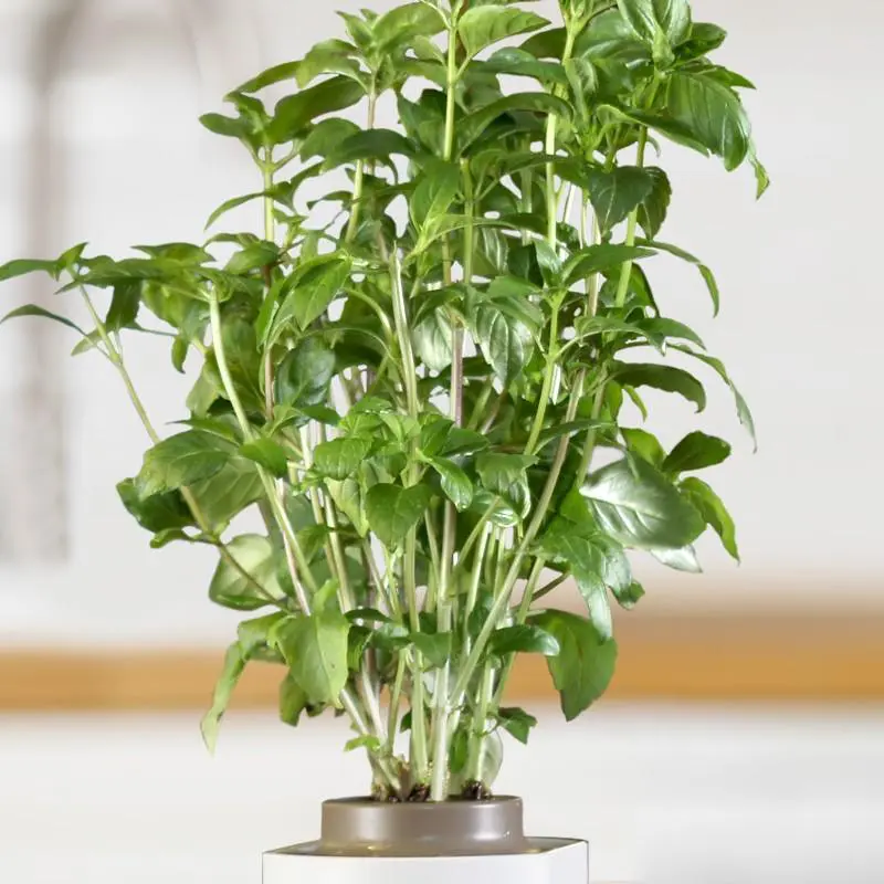 Basilic Cannelle Capsules Prêt à Pousser Potager d’intérieur